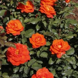 RÓŻA RABATOWA - SUPER TROUPER