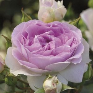 RÓŻA PARKOWA - SAPHIR