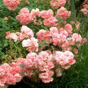 RÓŻA OKRYWOWA - THE FAIRY