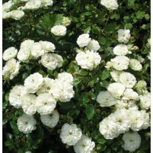 RÓŻA OKRYWOWA - ALBA MEIDILAND