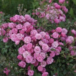 RÓŻA OKRYWOWA - PINK FAIRY