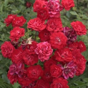 RÓŻA OKRYWOWA - RED FAIRY