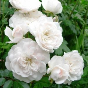 RÓŻA OKRYWOWA - SWANY