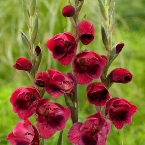 MIECZYK - PAPILIO RUBY