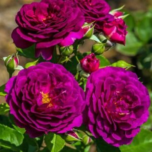 RÓŻA RABATOWA - PURPLE EDEN