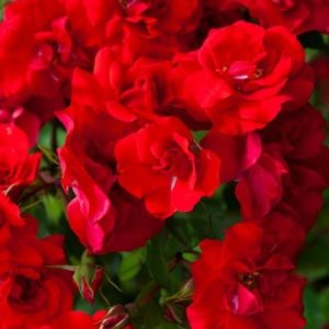 RÓŻA RABATOWA - LA SEVILLANA