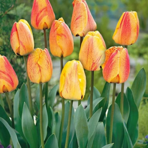TULIPAN - BEAUTY OF APELDOORN