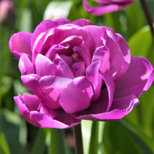 TULIPAN - BLUE DIAMOND