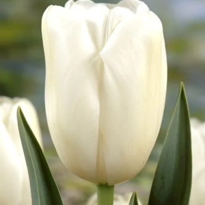 TULIPAN - CITY OF VANCOUVER