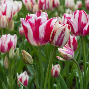 TULIPAN - FLAMING CLUB