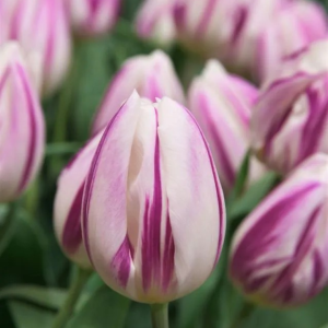 TULIPAN - FLAMING FLAG