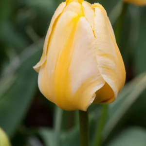 TULIPAN - JAAP GROOT