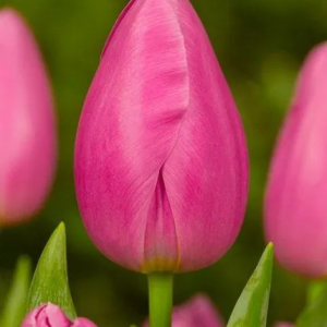 TULIPAN - JUMBO PINK