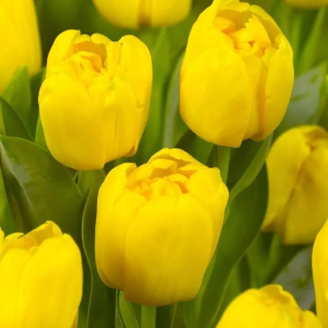 TULIPAN - MONTE CARLO