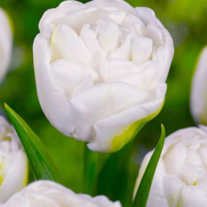 TULIPAN - MOUNT TACOMA