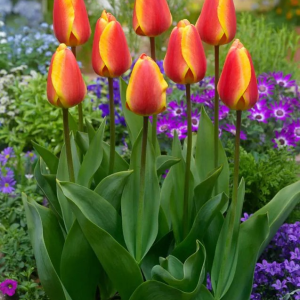 TULIPAN - OXFORD'S ELITE