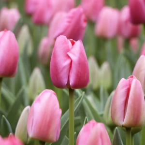 TULIPAN - PINK PRIDE