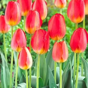 TULIPAN - PRINS CLAUS