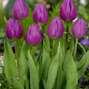 TULIPAN - PURPLE FLAG