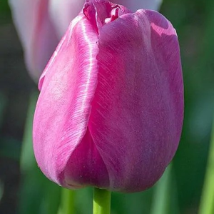 TULIPAN - PURPLE PRIDE