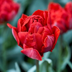 TULIPAN - RED PRINCESS