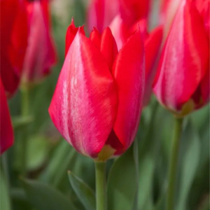 TULIPAN - RED PURISSIMA