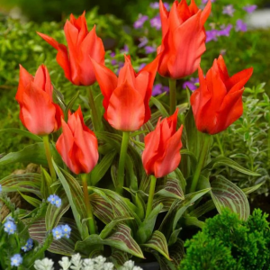 TULIPAN - RED RIDING HOOD