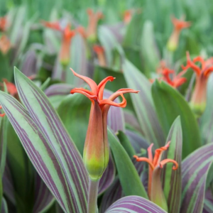 TULIPAN - RIGAS BARIKADES