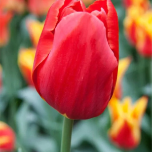 TULIPAN - RODEO DRIVE