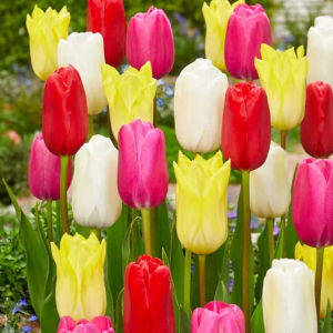 TULIPAN - SINGLE LATE MIXED