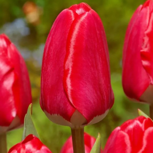 TULIPAN - SPRING SONG