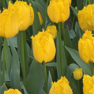 TULIPAN - SUNNY TIME