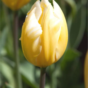 TULIPAN - SWEETHEART