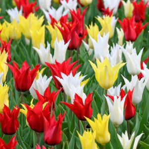 TULIPAN - TRES CHIC FESTIVAL MIX