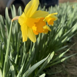 NARCYZ - FEBRUARY FORTUNE