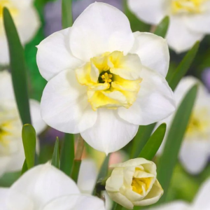 NARCYZ - PAPILLON BLANC