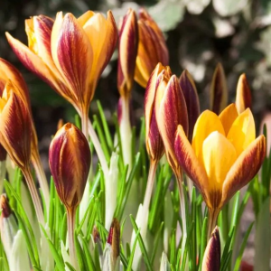 KROKUS - BRONZE FORM ANGUSTIFOLIUS