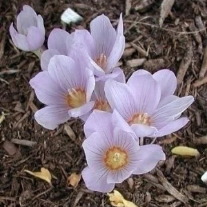 KROKUS - KOTSCHYANUS