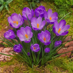 KROKUS - REMEMBRANCE LARGE FLOWERING