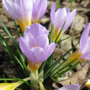 KROKUS - ROSALIND ETRUSCUS