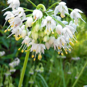 CZOSNEK - CERNUUM WHITE MAX