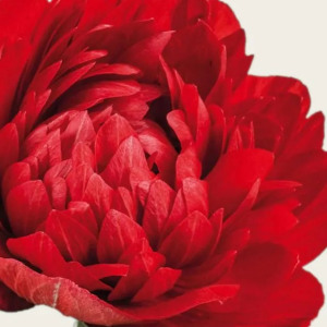 ZAWILEC - LEVANTE ROSSO DOUBLE