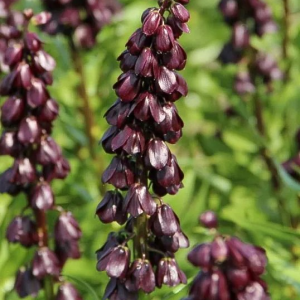 SZACHOWNICA PERSKA - PURPLE DYNAMITE