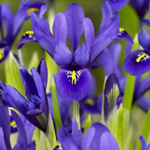 KOSACIEC ŻYŁKOWANY - HARMONY