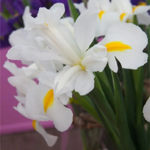 KOSACIEC HOLENDERSKI - WHITE MAGIC