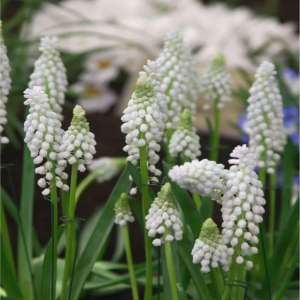 SZAFIREK - CASABLANCA