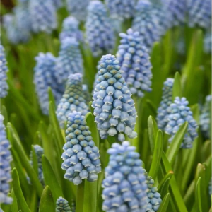 SZAFIREK - DUTCH BEAUTY