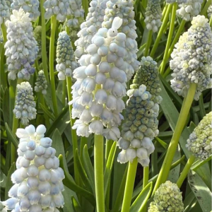 SZAFIREK - NATURE'S BEAUTY