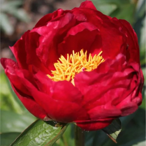 PIWONIA - SCARLET HEAVEN