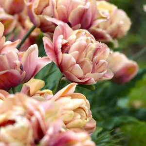 TULIPAN - LA BELLE EPOQUE